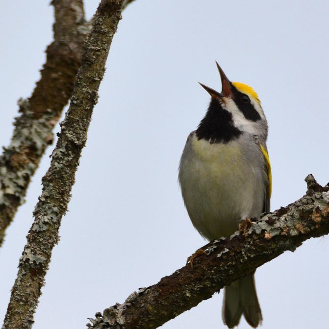 Golden Winged Warbler - Photo by Ben Dixon