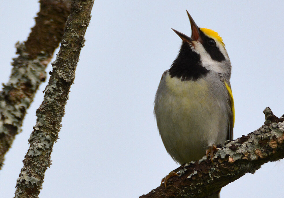 Golden Winged Warbler - Photo by Ben Dixon