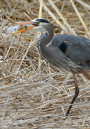 great blue heron hunting through dried seagrass