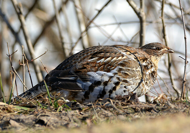 Ruffed Grouse - Photo by Ben Dixon