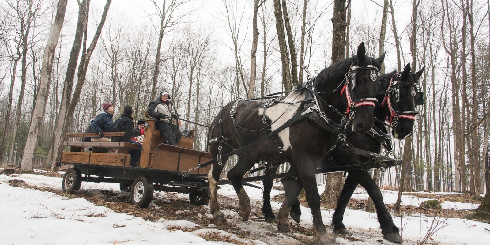 Photo courtesy of Cornell Cooperative Extension