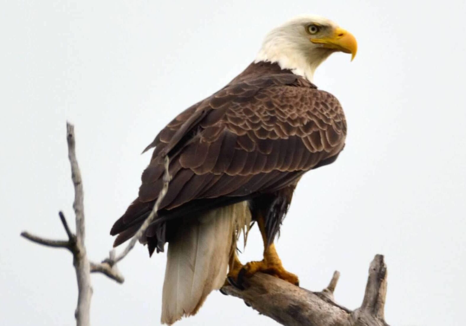 bald-eagle-photo-ben-dixon