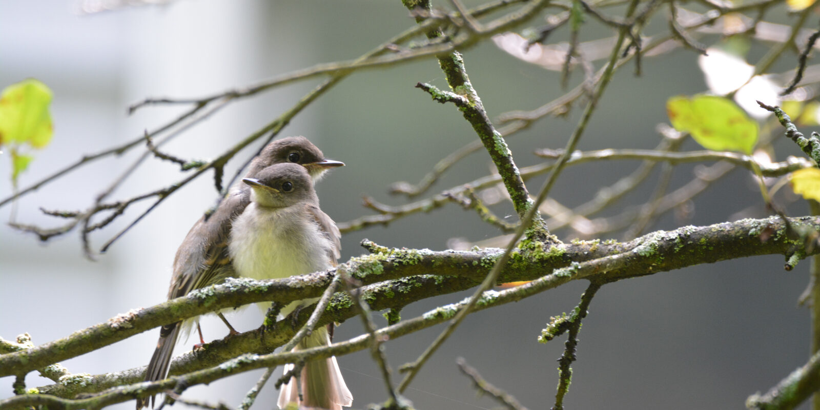 birding-spring-fledgling-eastern-phoebes-b-dixon