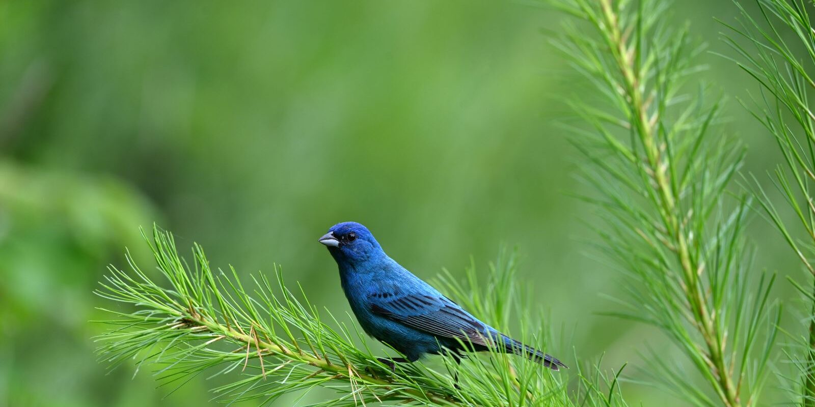 birding-summer-indigo-bunting-stone-valley-bdixon-horizontal-1