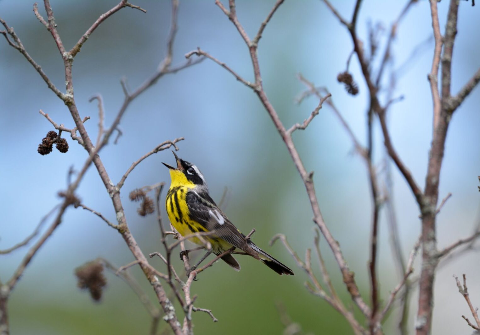birding-summer-magnolia-warbler-massawepie-mire-bdixon-01-original