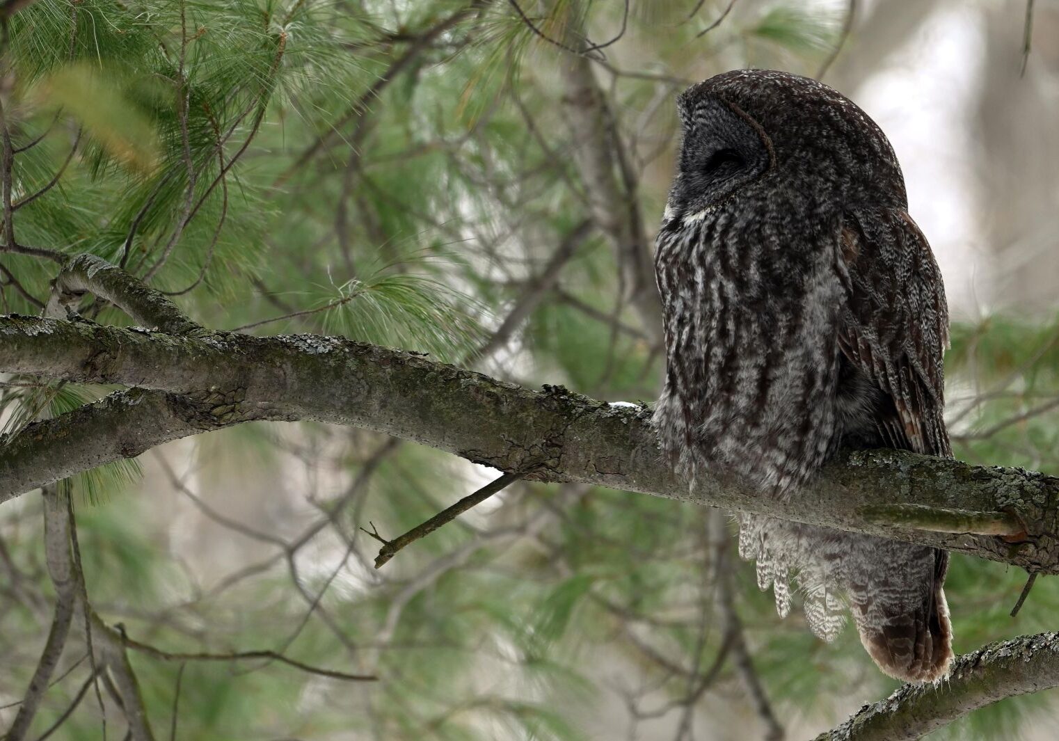 birding-winter-great-gray-owl-robert-moses-state-park-bdixon-2