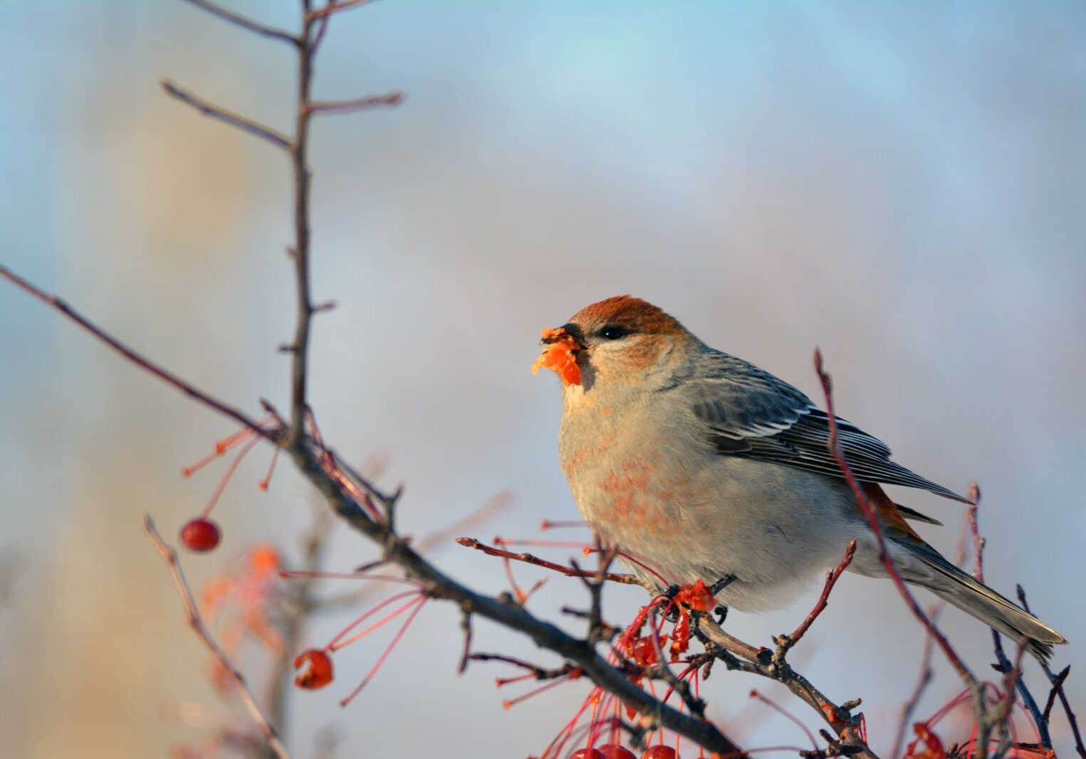 birding-winter-pine-grosbeak-bdixon-Clarkson-original-01