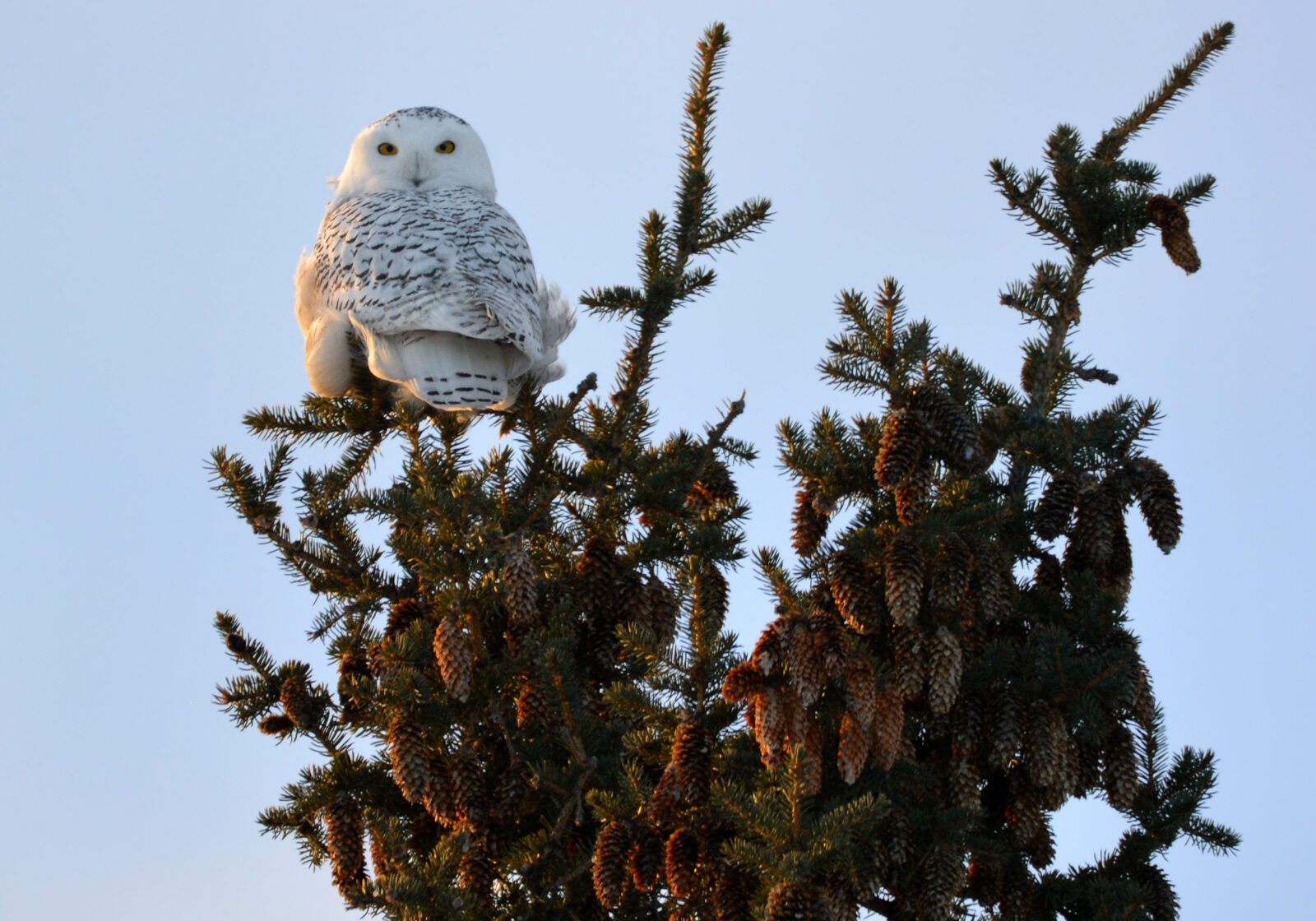 birding-winter-snowy-owl-barnhart-island-b-dixon