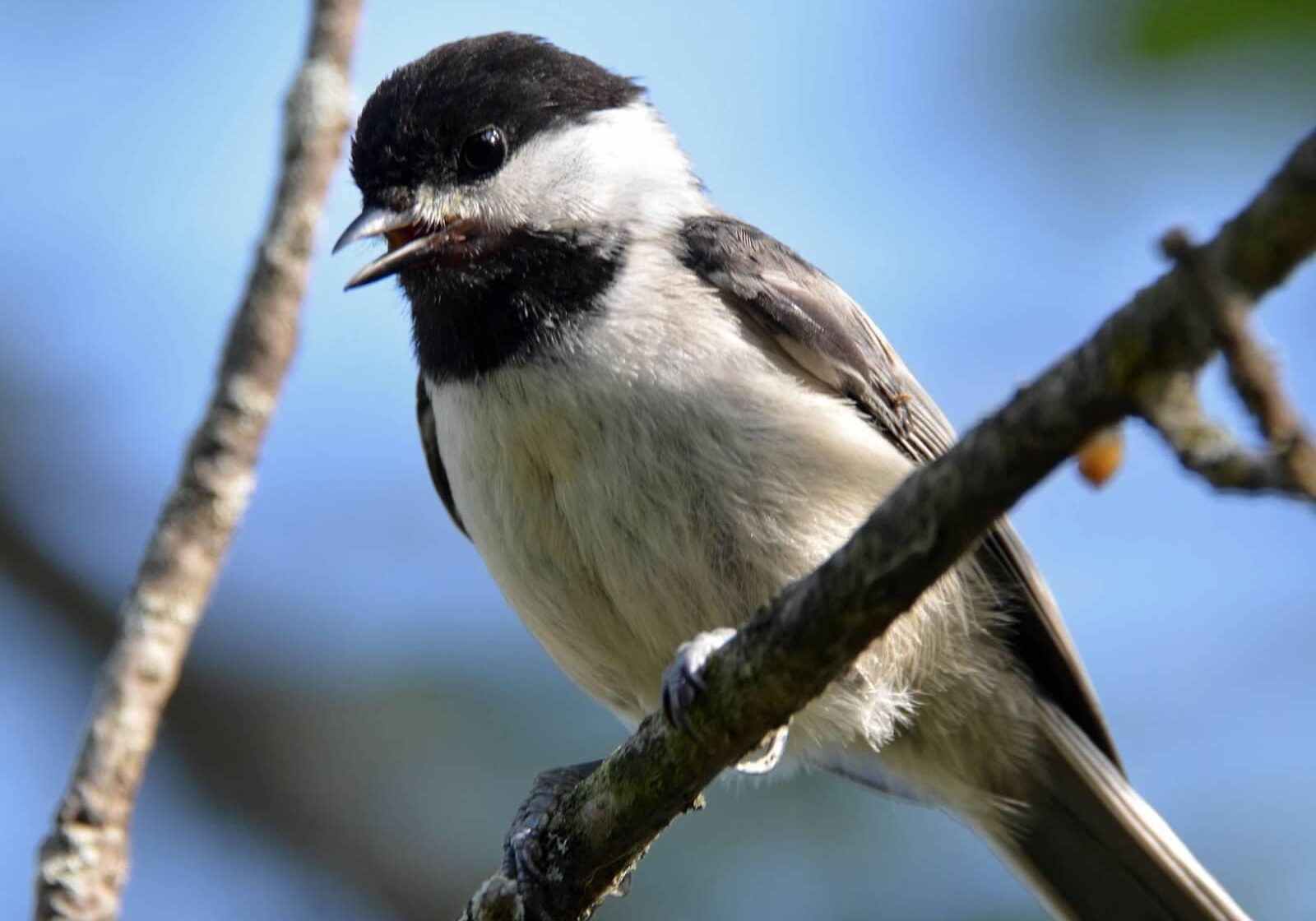 black-capped-chickadee-photo-ben-dixon