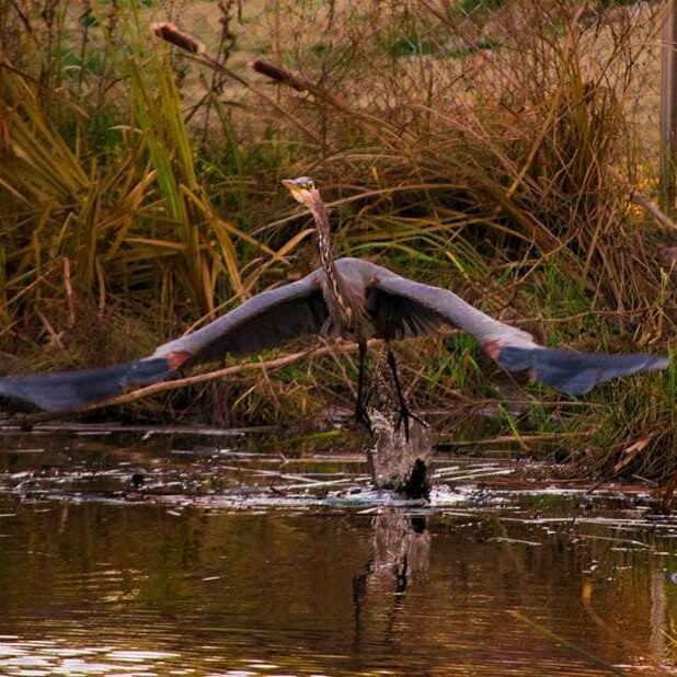 blue heron taking flight from a river bank