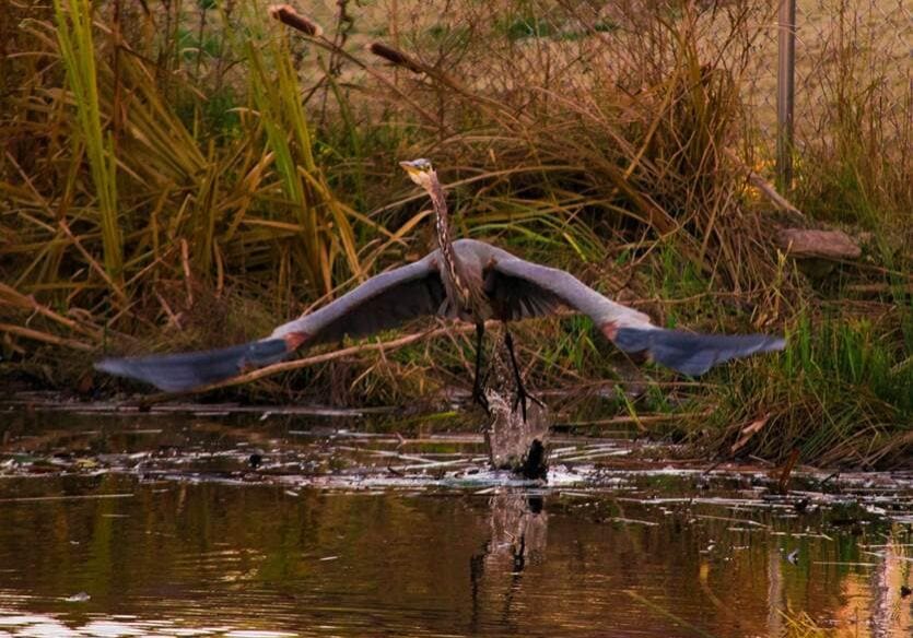 blue heron taking flight from a river bank