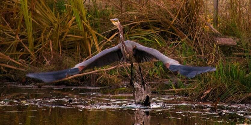 blue heron taking flight from a river bank