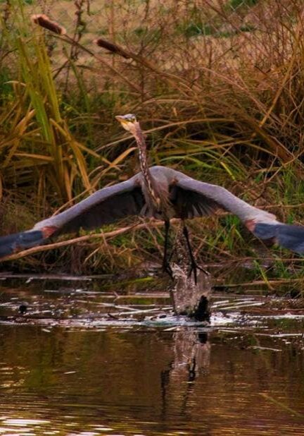 blue heron taking flight from a river bank
