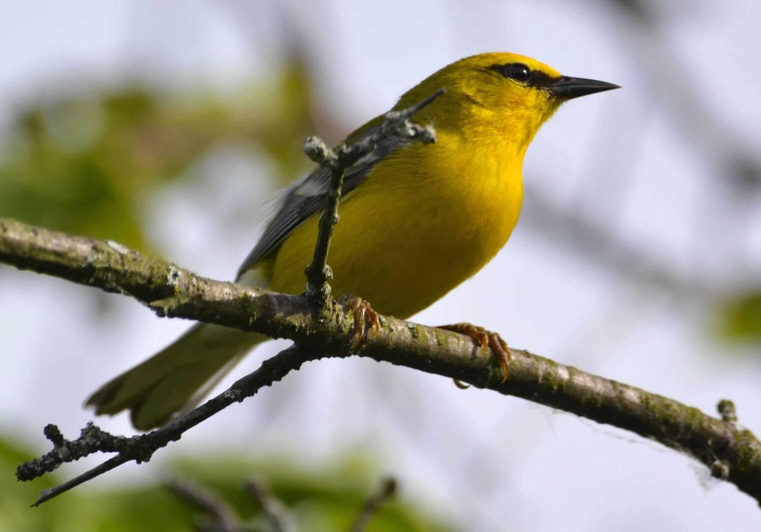 blue-winged-warbler-birding-potsdam-photo-ben-dixon