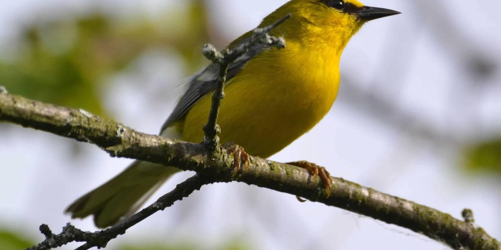 blue-winged-warbler-birding-potsdam-photo-ben-dixon