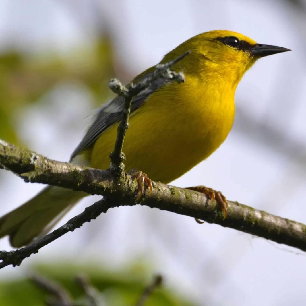 blue-winged-warbler-birding-potsdam-photo-ben-dixon