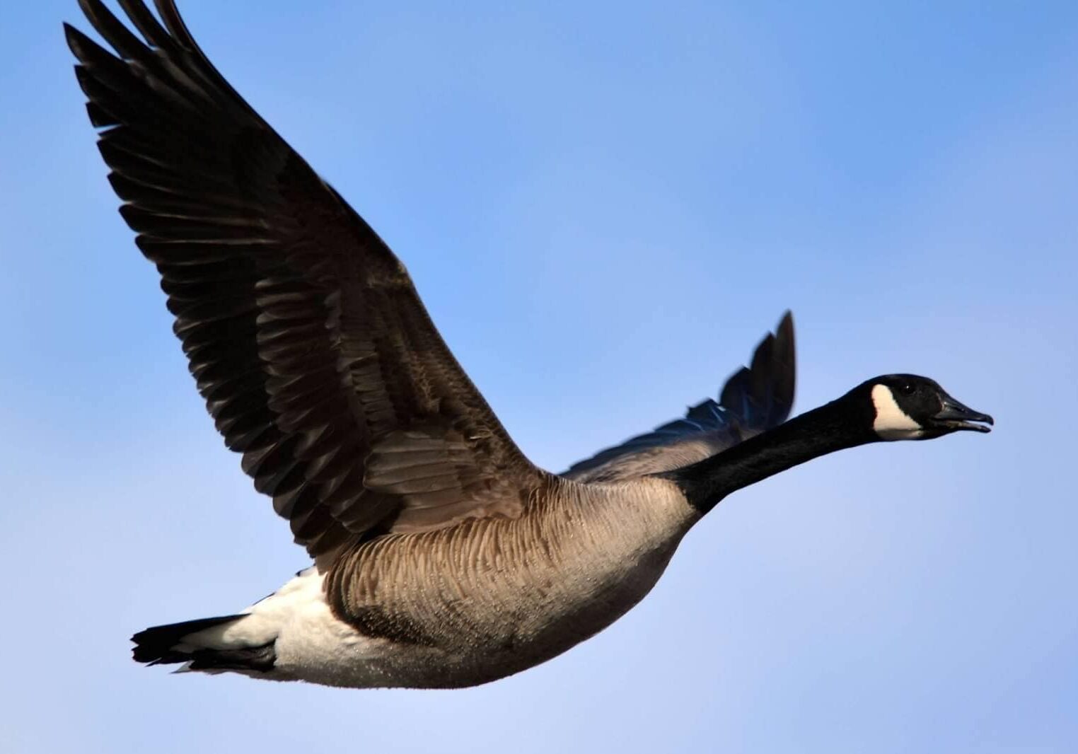 canada-goose-photo-ben-dixon