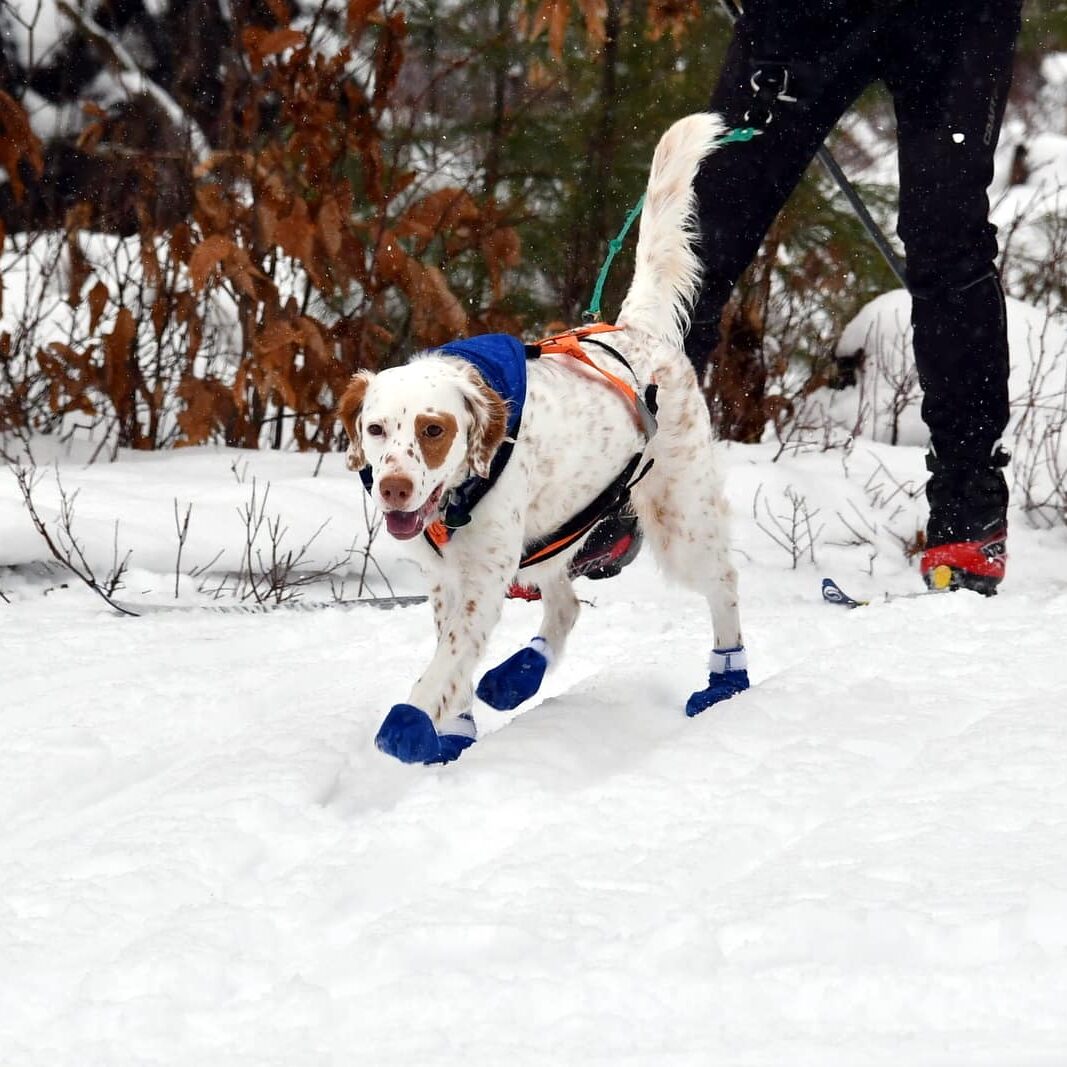 dog walking with snowshoes