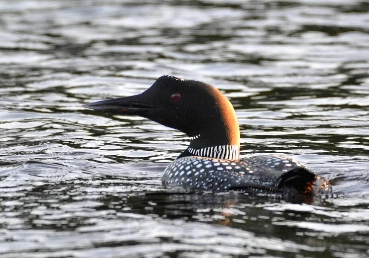 common-loon-photo-ben-dixon