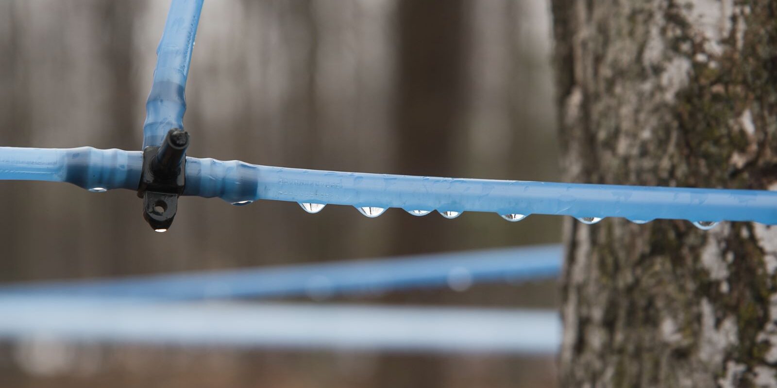 Photo courtesy of Cornell Cooperative Extension