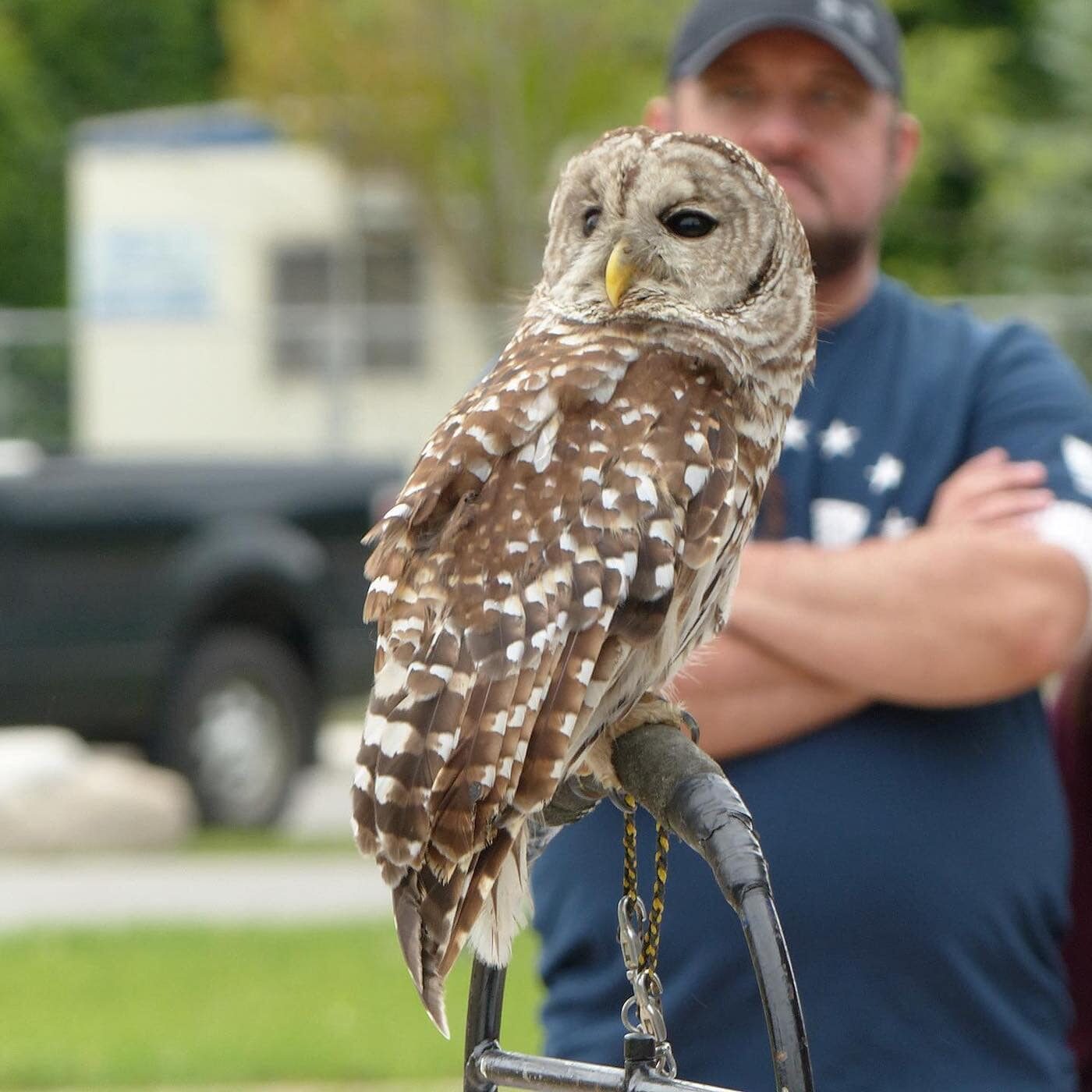 nicandri-nature-center-owl1