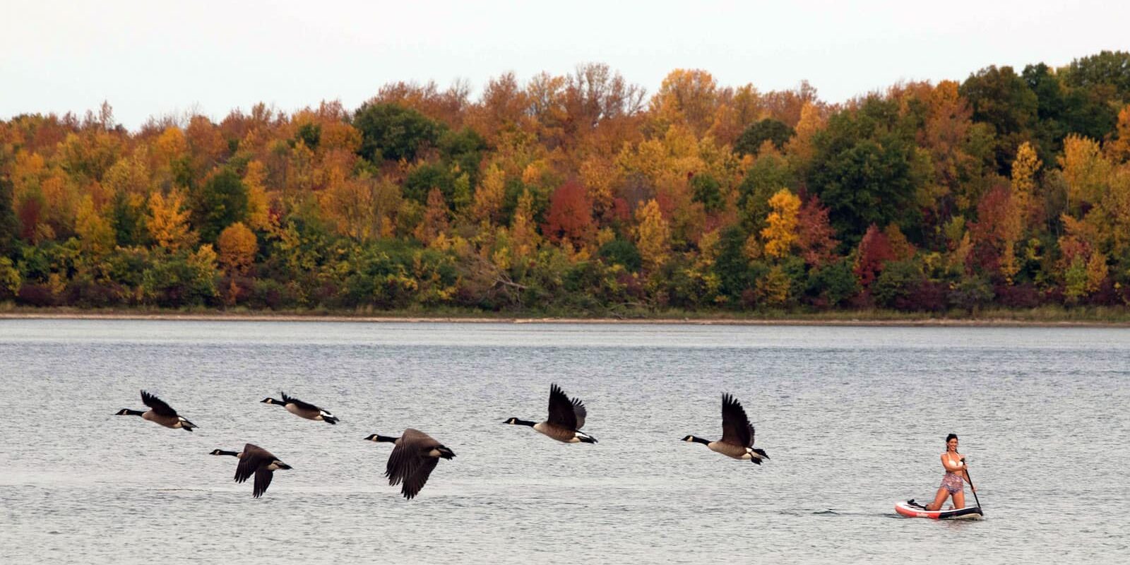 potsdam-paddle-boarding-fall-foliage-geese2