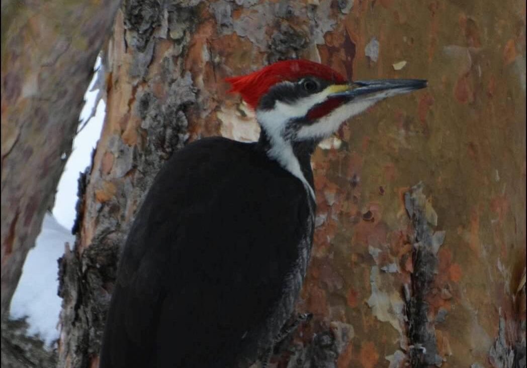 pileated-woodpecker2-photo-ben-dixon