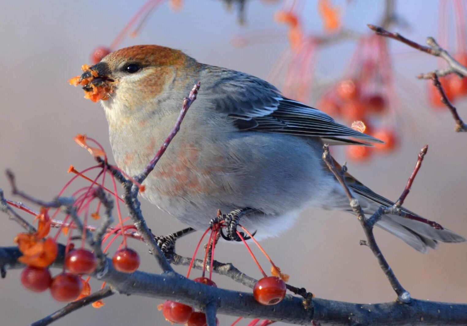 pine grosbeak sitting on tree branch eating red berries