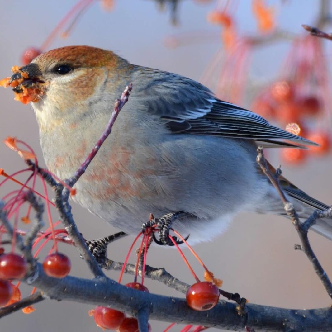 pine grosbeak sitting on tree branch eating red berries