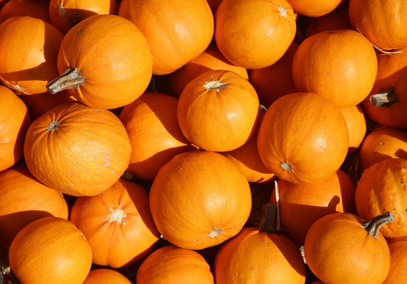 pumpkin-background1