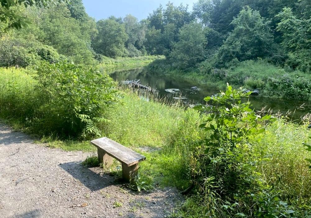 view along the saddlemire trail with a bench overlooking the river