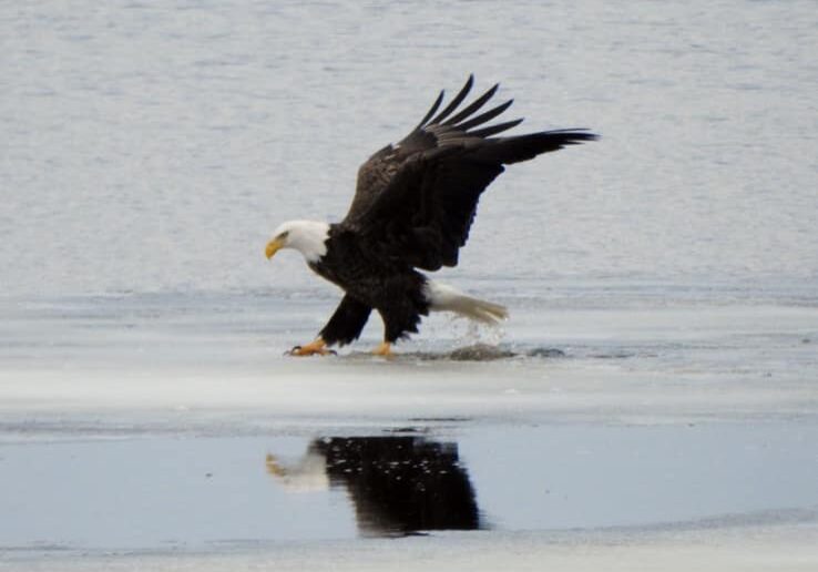bald eagle swooping over frozen river